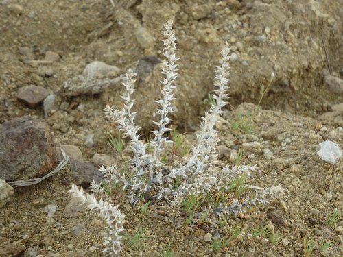 GDMBR: we had to be careful parking the bike because we have discovered a new thorn plant.